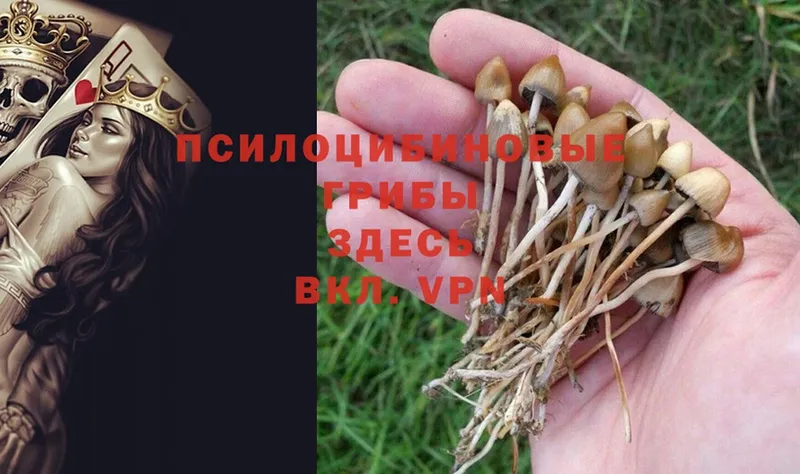 сколько стоит  MEGA ссылка  Псилоцибиновые грибы Psilocybe  Удомля 